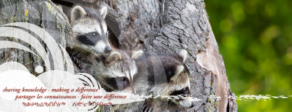 Child, youth, and family health