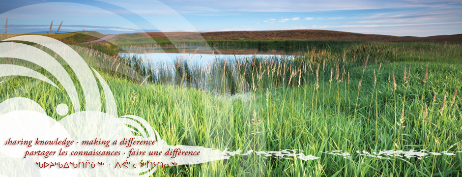 Cultural safety and respectful relationships