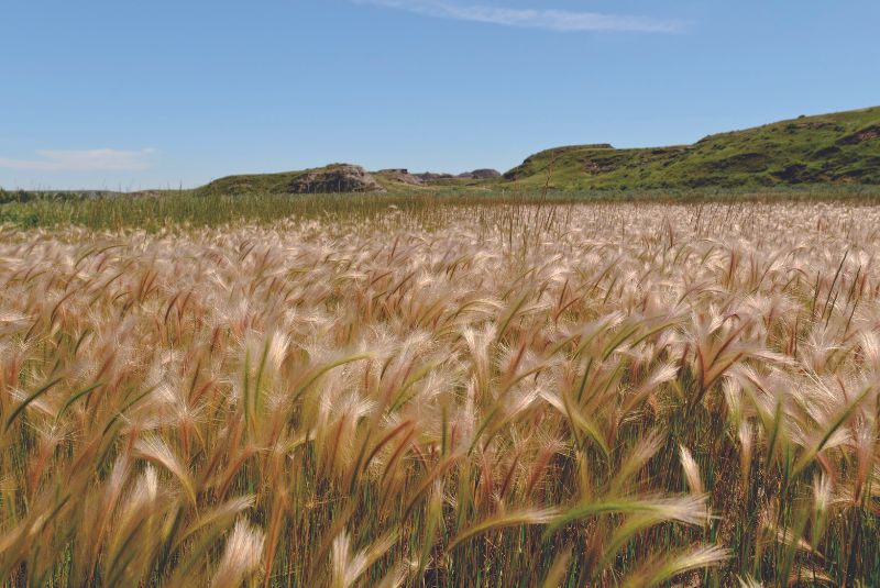 Canadian prairie landscape