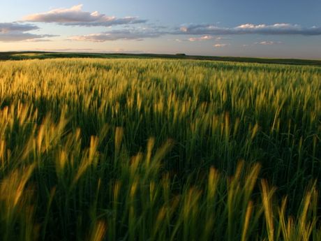 Image des hautes herbes et du coucher du soleil dans la prairie canadienne