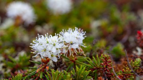 A close-up photograph shows the Bog Labrador tea plant which has a cluster of small white wildflowers blooming low to the ground among dense green, needle-like foliage. The flowers are sharply in focus, with delicate petals and protruding stamens creating a soft, textured appearance, while the surrounding vegetation and additional white blossoms blur into the background. Earthy browns, greens, and touches of red in the plants are typical of northern Canada.